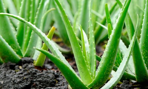 aloe-vera foto